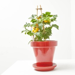 CHERRY TOMATO YELLOW M-14