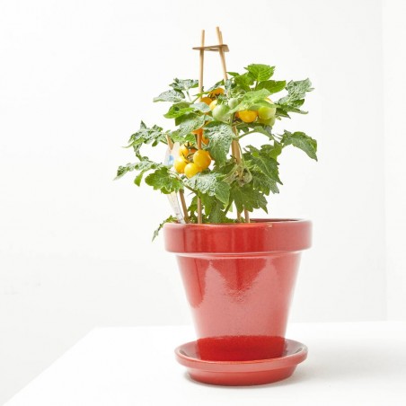 CHERRY TOMATO YELLOW M-14