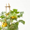 CHERRY TOMATO YELLOW M-14