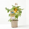 CHERRY TOMATO YELLOW M-14