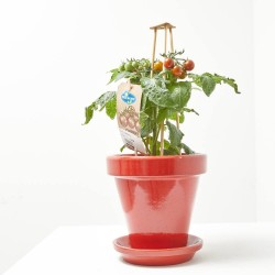 CHERRY TOMATO BROWN M-14