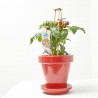 CHERRY TOMATO BROWN M-14