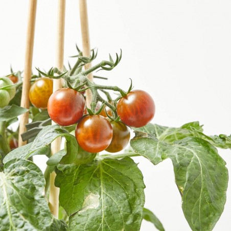 CHERRY TOMATO BROWN M-14