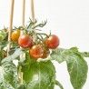CHERRY TOMATO BROWN M-14