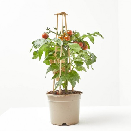 CHERRY TOMATO BROWN M-14