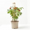CHERRY TOMATO BROWN M-14