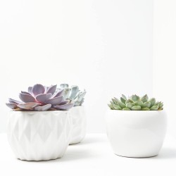 ECHEVERIAS CON MACETERO 15CM