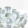 ECHEVERIAS CON MACETERO 15CM
