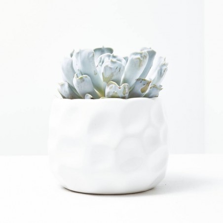ECHEVERIAS CON MACETERO 15CM