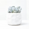 ECHEVERIAS CON MACETERO 15CM