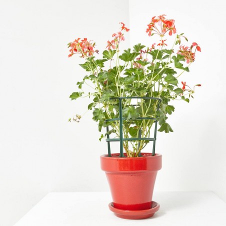 GERANIO REY BALCON MACETA 13CM 