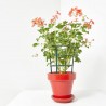 GERANIO REY BALCON MACETA 13CM 