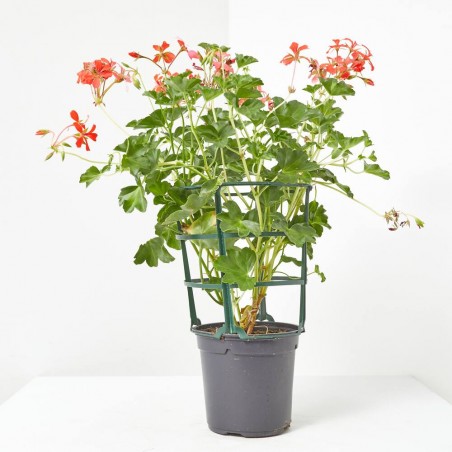 GERANIO REY BALCON MACETA 13CM 