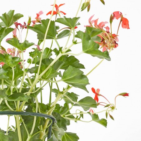 GERANIO REY BALCON MACETA 13CM 