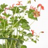 GERANIO REY BALCON MACETA 13CM 