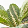 MARANTA ARTIFICIAL MACETA DORADA 30CM
