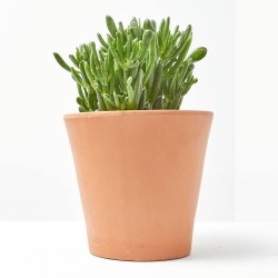 CRASULA HOBBIT MACETA 15CM