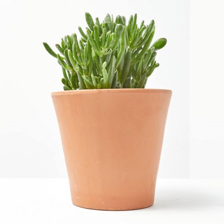 CRASULA HOBBIT MACETA 15CM