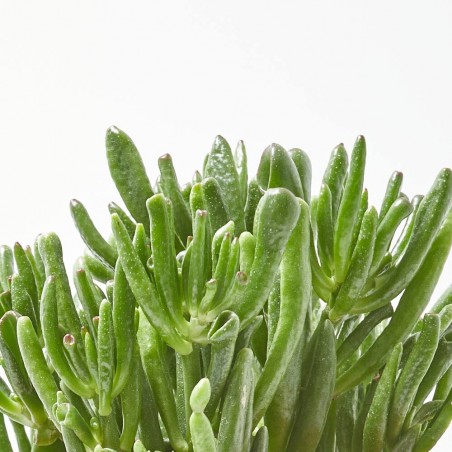 CRASULA HOBBIT MACETA 15CM