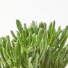 CRASULA HOBBIT MACETA 15CM