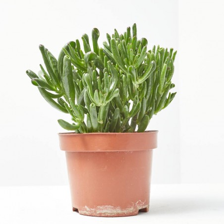 CRASULA HOBBIT MACETA 15CM