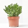 CRASULA HOBBIT MACETA 15CM