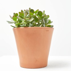 CRASULA OVATA MACETA 15CM