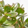 CRASULA OVATA MACETA 15CM