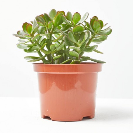 CRASULA OVATA MACETA 15CM