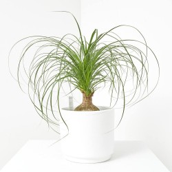 BEAUCARNEA BOLA MACETA 17CM