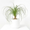 BEAUCARNEA BOLA MACETA 17CM