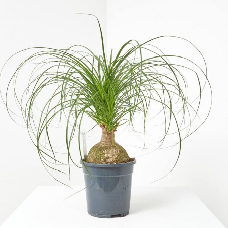 BEAUCARNEA BOLA MACETA 17CM