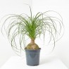 BEAUCARNEA BOLA MACETA 17CM