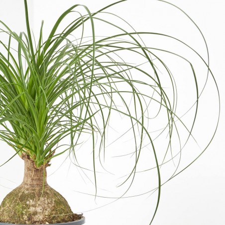BEAUCARNEA BOLA MACETA 17CM