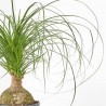 BEAUCARNEA BOLA MACETA 17CM