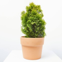 THUYA ESMERALDA GOLDY 5L