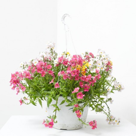 NEMESIA COLGANTE T22CM