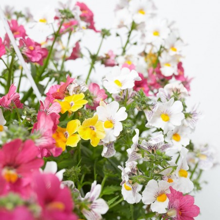 NEMESIA COLGANTE T22CM