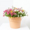 NEMESIA COLGANTE T22CM