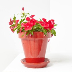 VINCA COLGADOR MACETA 15CM