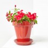 VINCA COLGADOR MACETA 15CM