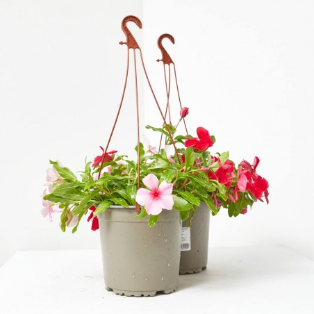 VINCA COLGADOR MACETA 15CM