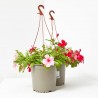 VINCA COLGADOR MACETA 15CM