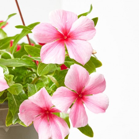 VINCA COLGADOR MACETA 15CM