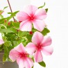 VINCA COLGADOR MACETA 15CM
