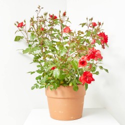 ROSAL PAISAJISTA MACETA 5L