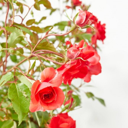 ROSAL PAISAJISTA MACETA 5L