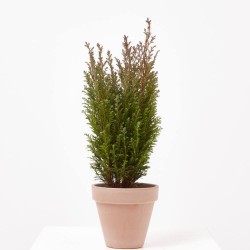 CHAMAECYPARIS MACETA 13CM