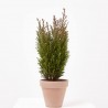 CHAMAECYPARIS MACETA 13CM