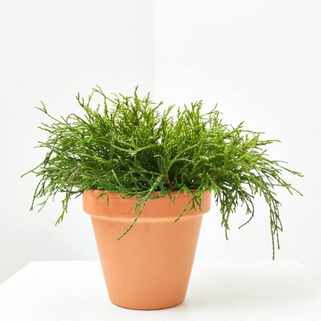 CHAMAECYPARIS MACETA 13CM